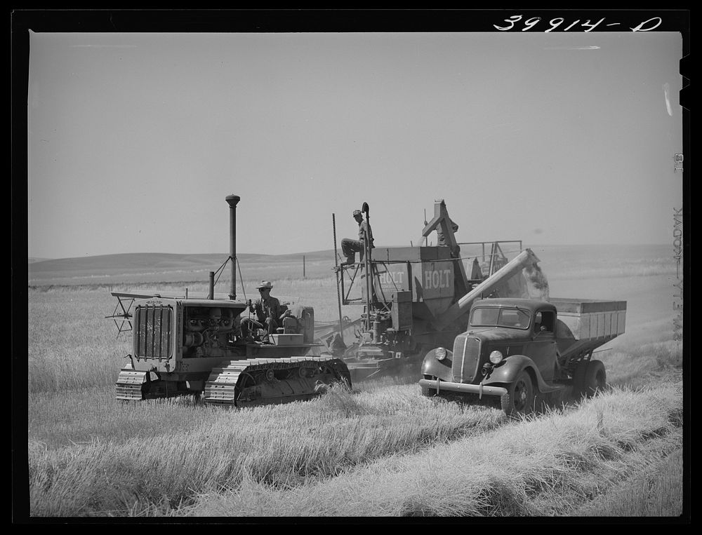 Bulk wheat is delivered from combine to truck in field. Combine and tractor didn't stop and the truck drove along by the…