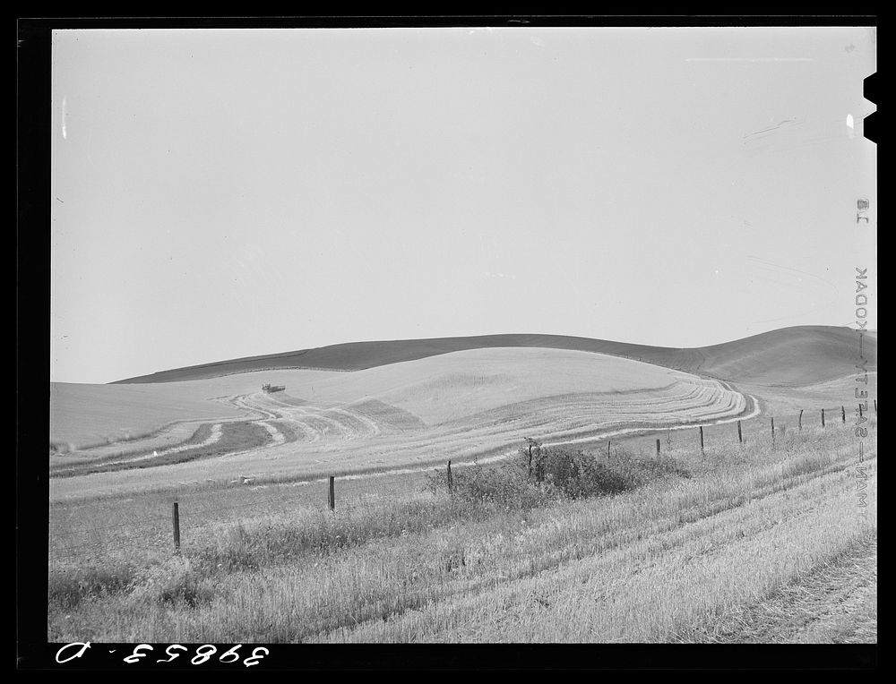 Wheat fields, combine working. Walla Walla County, Washington by Russell Lee