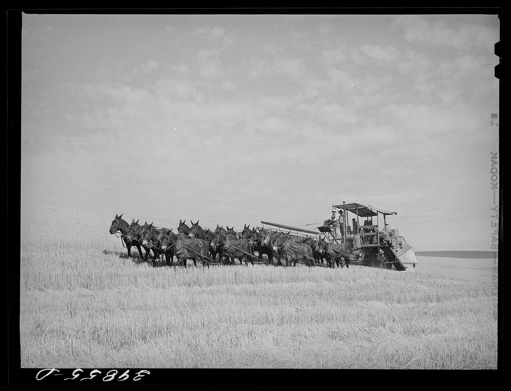 Twenty-mule team drawn combine. Walla Walla County, Washington. This outfit gets to work at six in the morning. Knocks off…