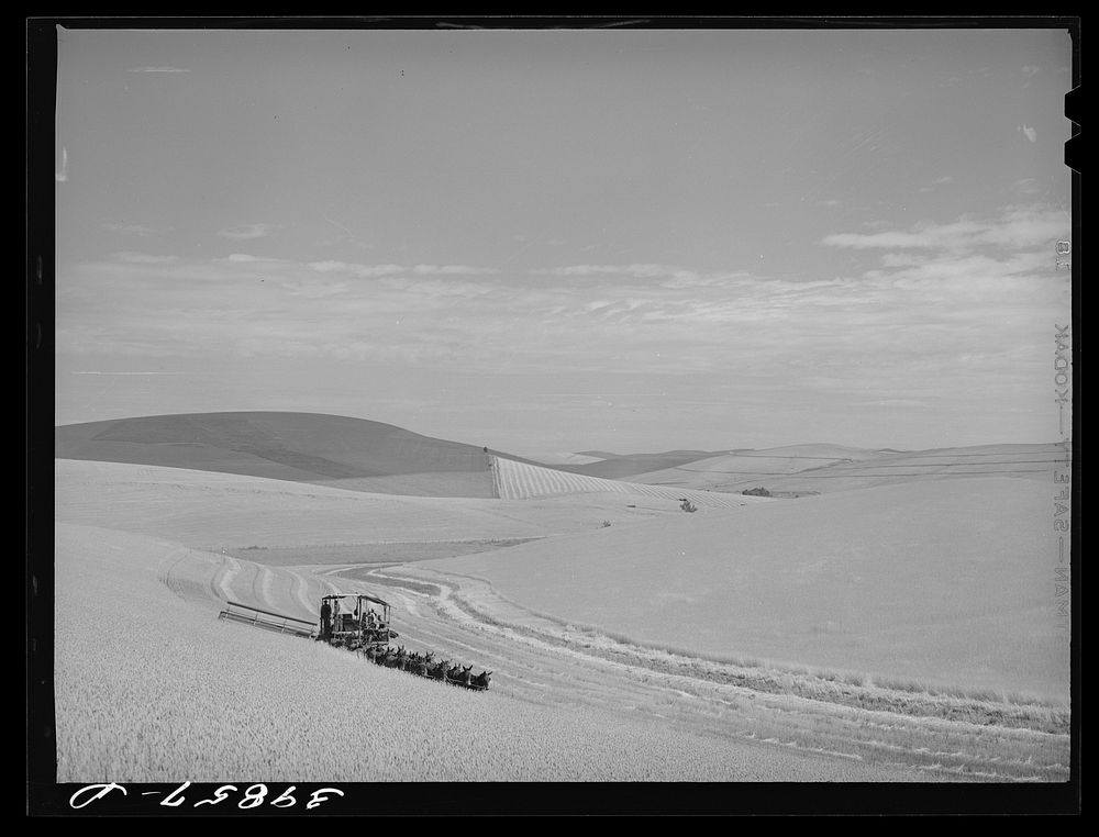 "We work both sides and the top of this land." Wheat field. Walla Walla County, Washington by Russell Lee