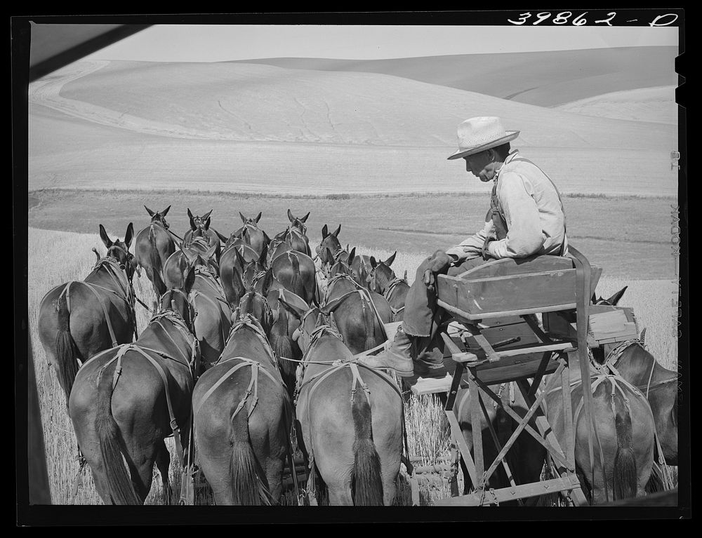 Mule skinner and his team in wheat fields in Walla Walla County, Washington by Russell Lee