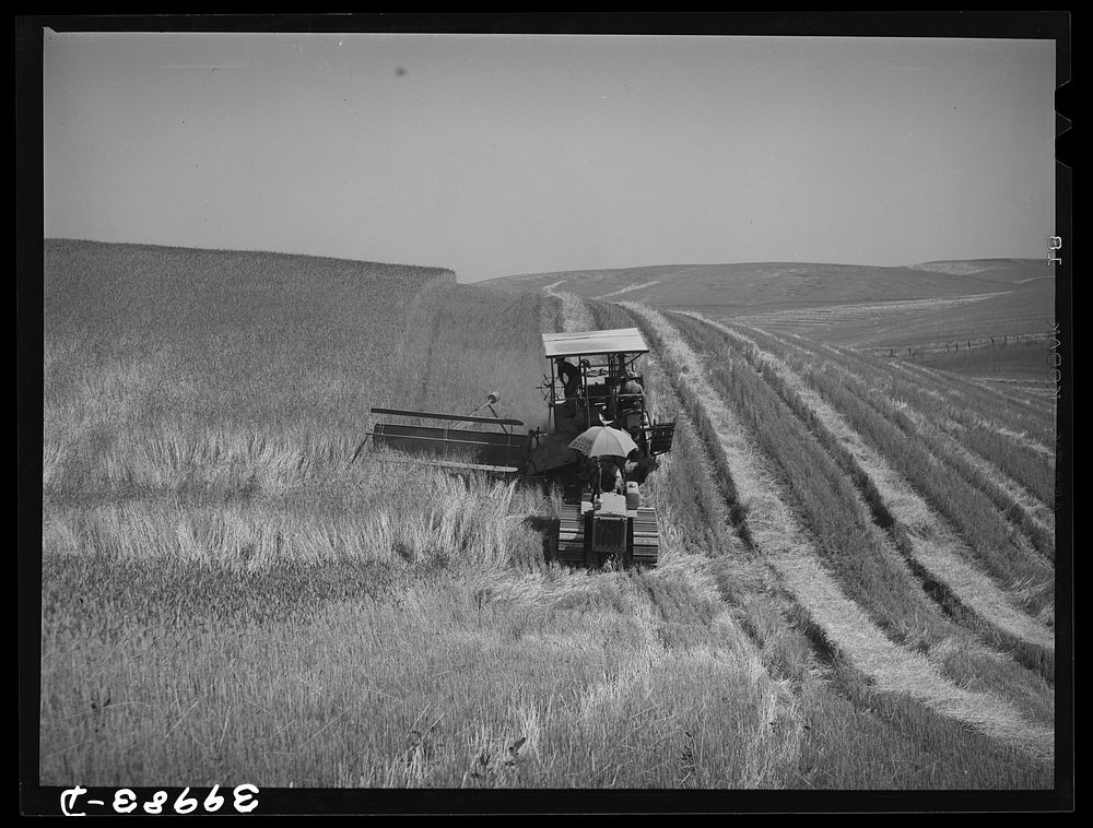 [Untitled photo, possibly related to: Caterpillar-drawn combine working in the wheat fields of Whitman County, Washington]…