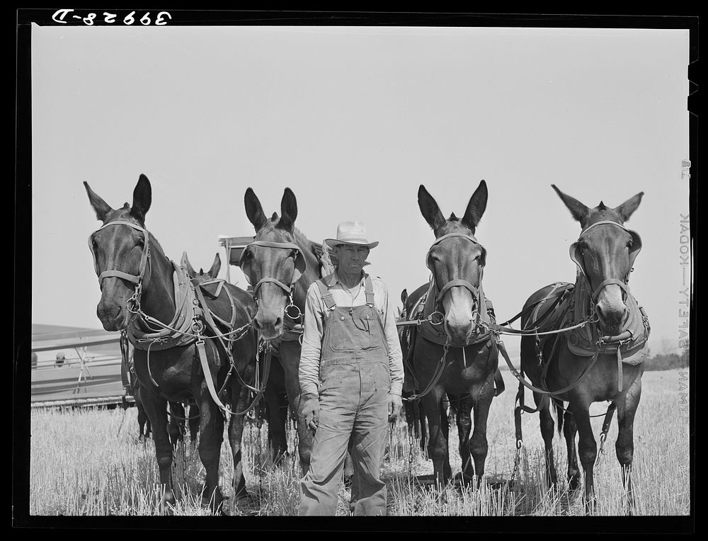 Wheat farmer with his mules. Whitman County, Washington by Russell Lee