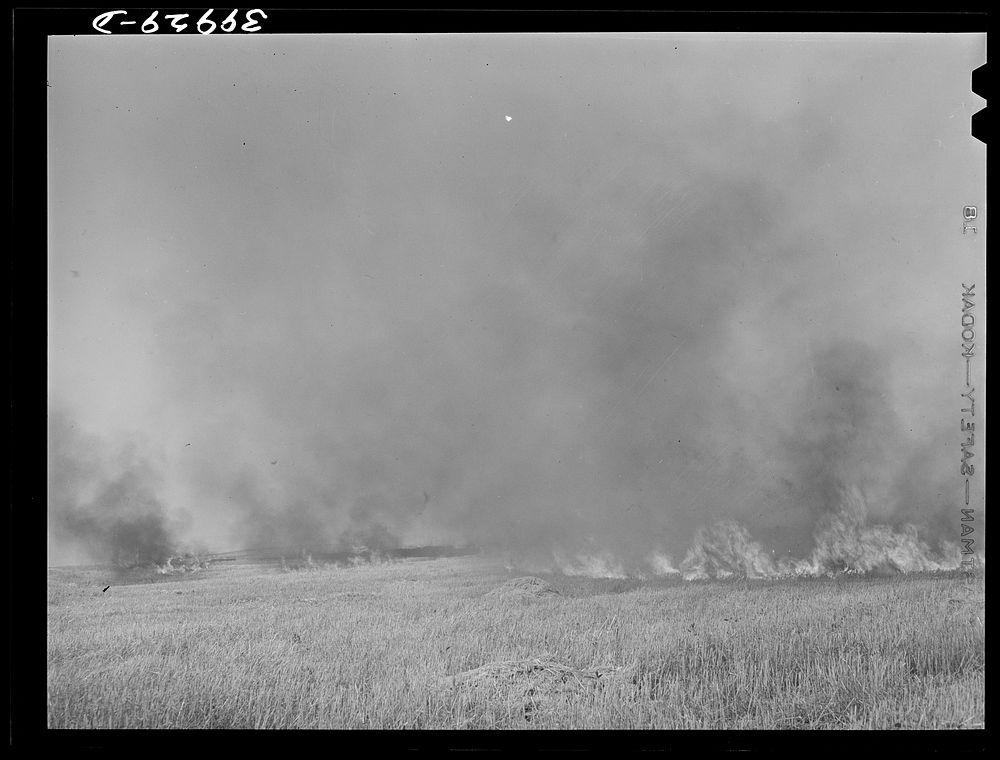 Wheat stubble burning. Because of above-normal rainfall this season, the wheat developed more straw, and the fire hazard…