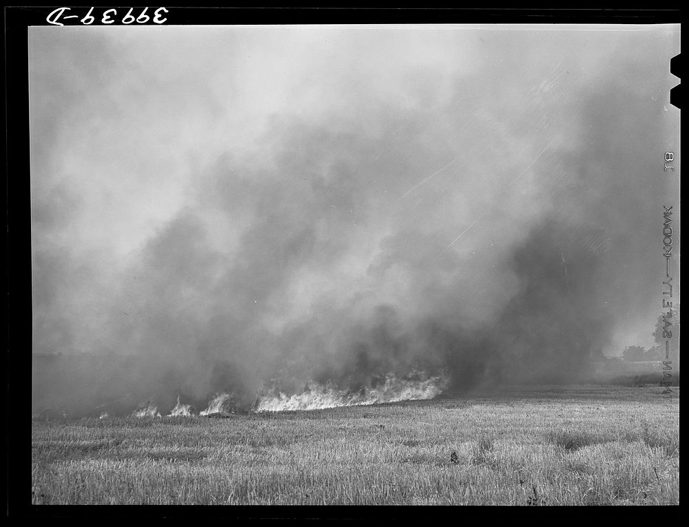 Wheat stubble burning. Because of above-normal rainfall this season, the wheat developed more straw, and the fire hazard…