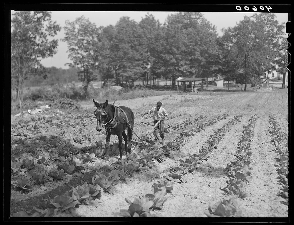  boy plowing cabbage field. Route 54, three miles east of Sweponville, Alamance County, North Carolina. Sourced from the…