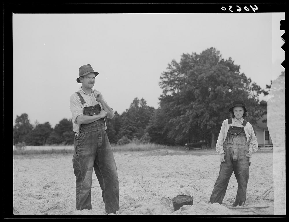 [Untitled photo, possibly related to: Tenant farmer in rain-washed tobacco field. He has lived on this place twenty-seven…