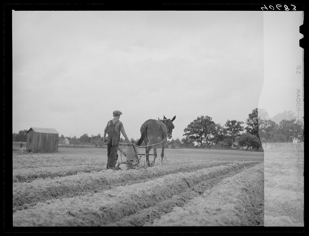 [Untitled photo, possibly related to: Fertilizing tobacco field. Farm of J.R. Ray. Five miles northeast of Durham, North…