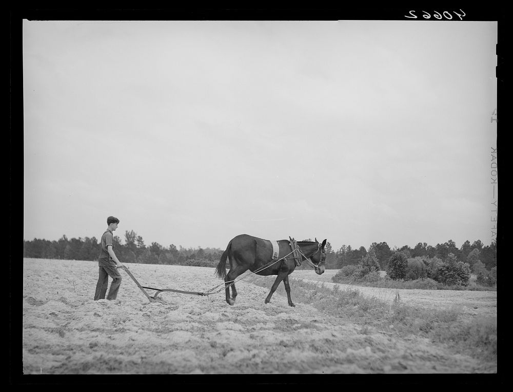 [Untitled photo, possibly related to: Fertilizing tobacco field. Farm of J.R. Ray. Five miles northeast of Durham, North…