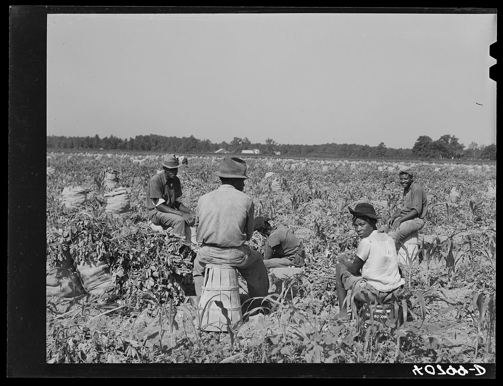 [Untitled photo, possibly related to: Group of Florida migrants waiting for the foreman before going to work in the potato…