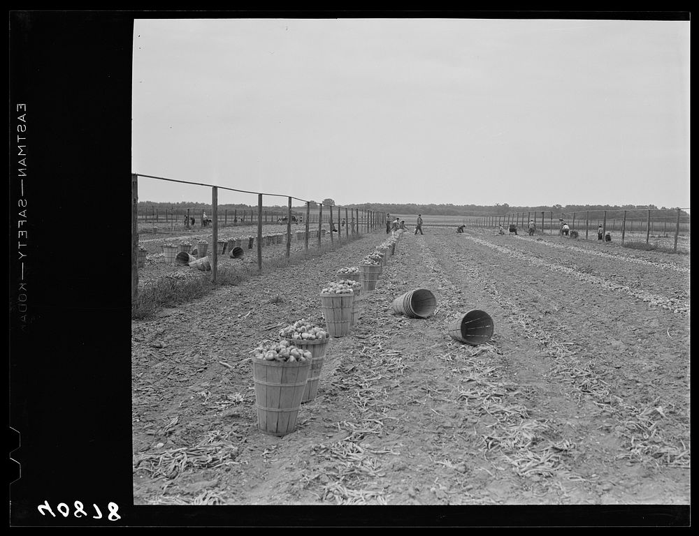 Onion field in New Jersey near Cedarville. Sourced from the Library of Congress.