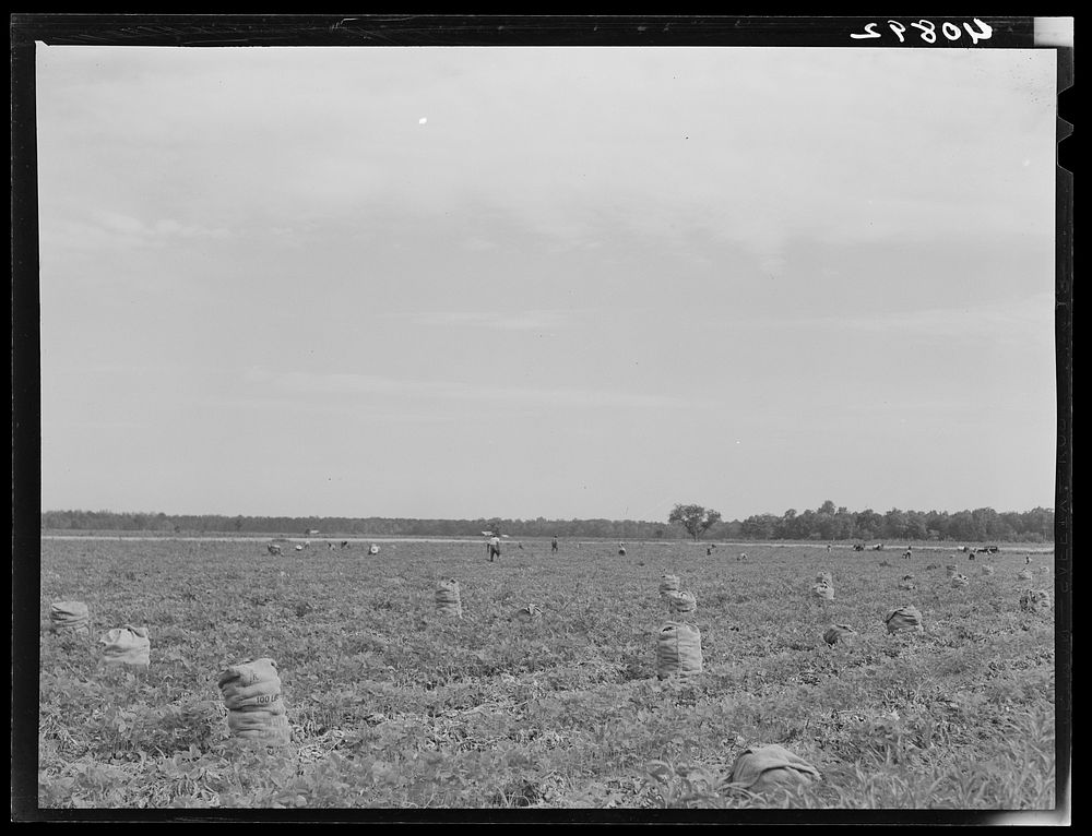 Potato field in Belcross, North Carolina. Sourced from the Library of Congress.