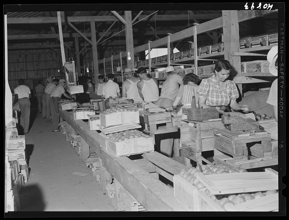 Wrapping tomatoes in the Kings Creek Packing Company. Kings Creek, Maryland. The wrappers are usually from Florida and are…
