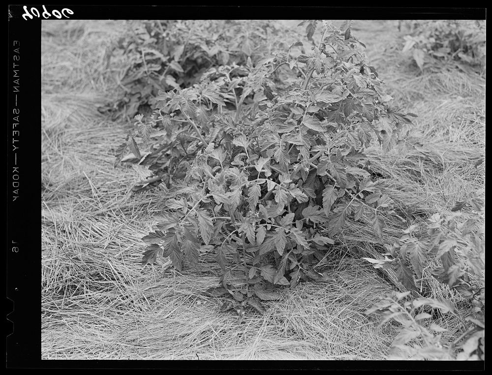 [Untitled photo, possibly related to: Mulching around a young tomato plant. Princess Anne, Maryland]. Sourced from the…