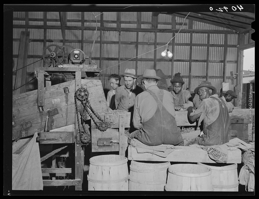 In the potato grading station at Belcross, North Carolina. Grader men were getting twenty cents an hour. Sourced from the…