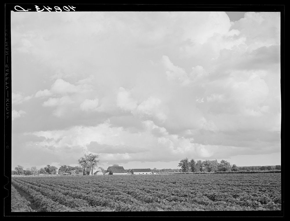 [Untitled photo, possibly related to: Field of tomatoes on a farm near Shiloh, North Carolina]. Sourced from the Library of…