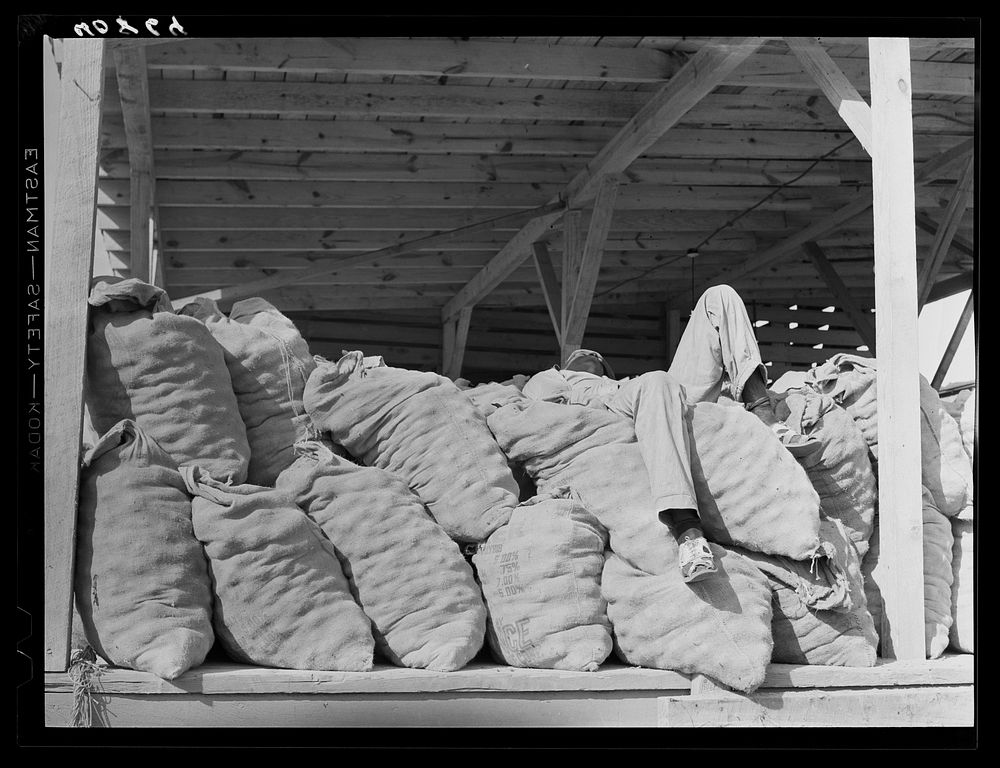 Migrant asleep early in the morning on potato sacks in grader at Camden, North Carolina. Sourced from the Library of…