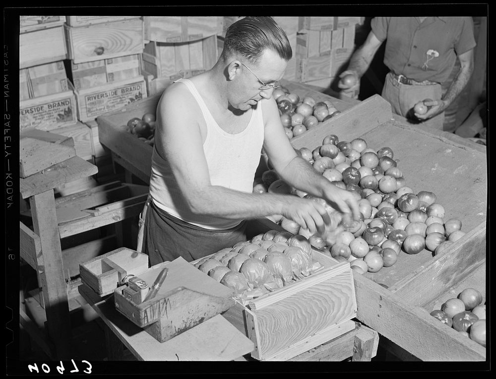 Florida tomato wrapper at work on a farm near Westover, Maryland. Sourced from the Library of Congress.