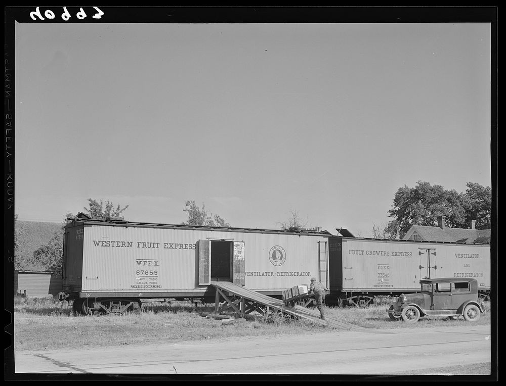 Loading tomatoes from the Long Brothers Packing Company into freight cars for shipment. Near Westover, Maryland. Sourced…