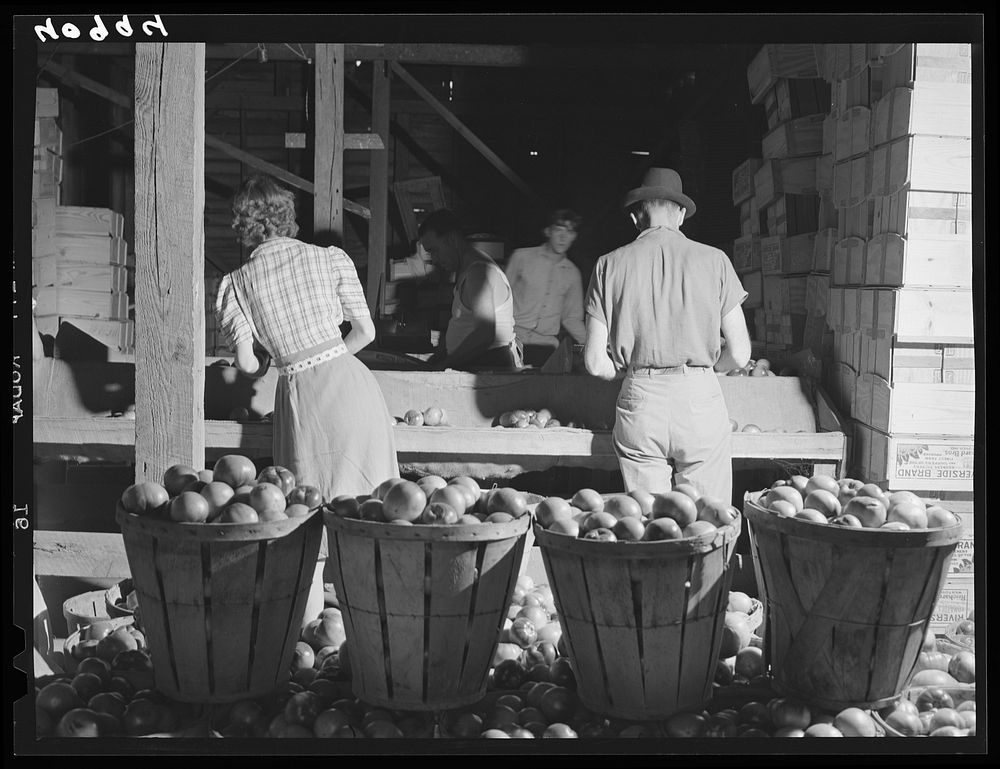 Grading tomatoes on a farm near Westover, Maryland. Sourced from the Library of Congress.
