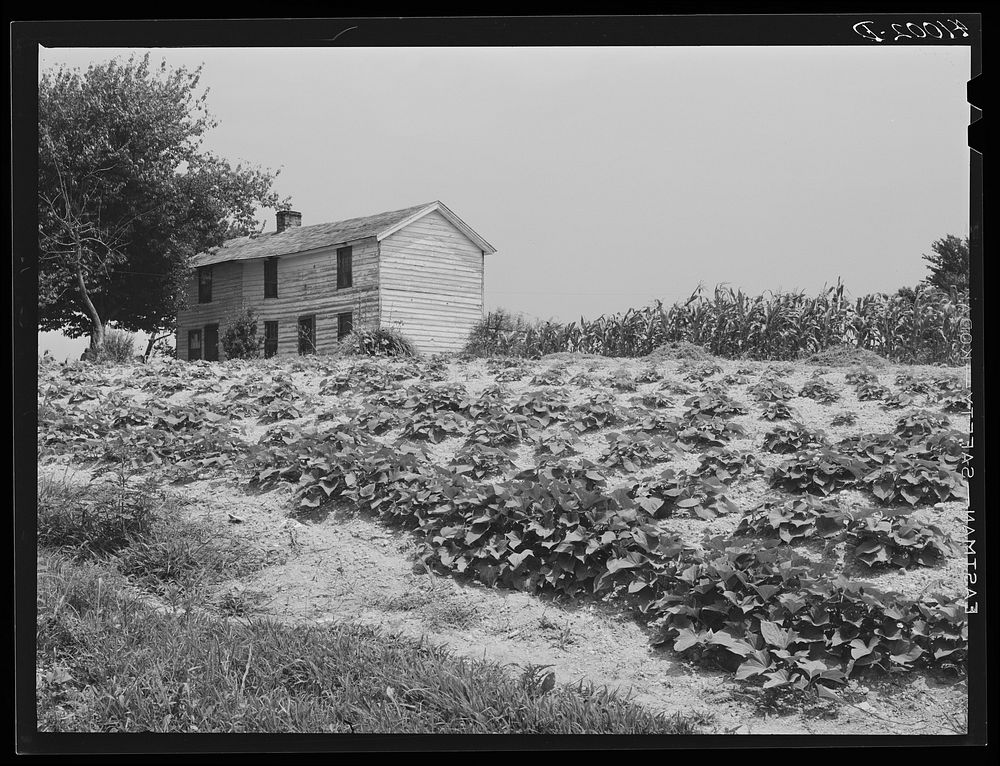 [Untitled photo, possibly related to: The house of Luke Barnes, FSA (Farm Security Administration) client, with part of the…