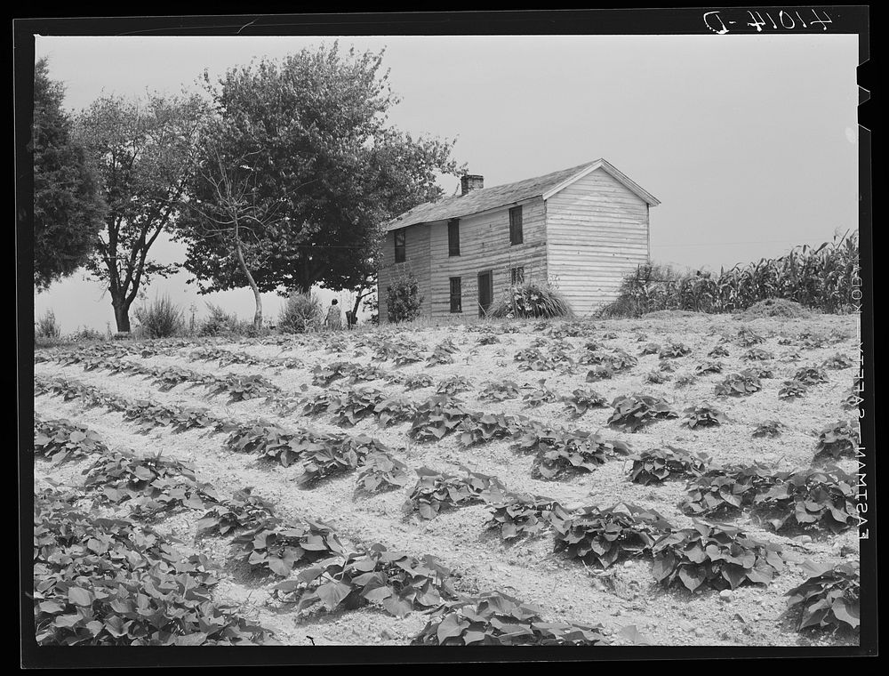 The house of Luke Barnes, FSA (Farm Security Administration) client, with part of the garden. Scotland, Maryland. Sourced…