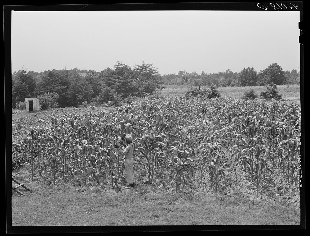 [Untitled photo, possibly related to: FSA (Farm Security Administration) client John Barnes, standing in his cornfield which…