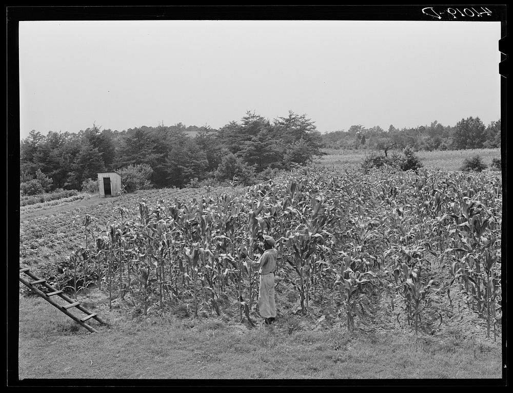 FSA (Farm Security Administration) client John Barnes, standing in his cornfield which is part of his home garden. Ridge…