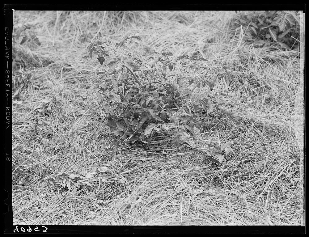 Mulching around a young tomato plant. Princess Anne, Maryland. Sourced from the Library of Congress.