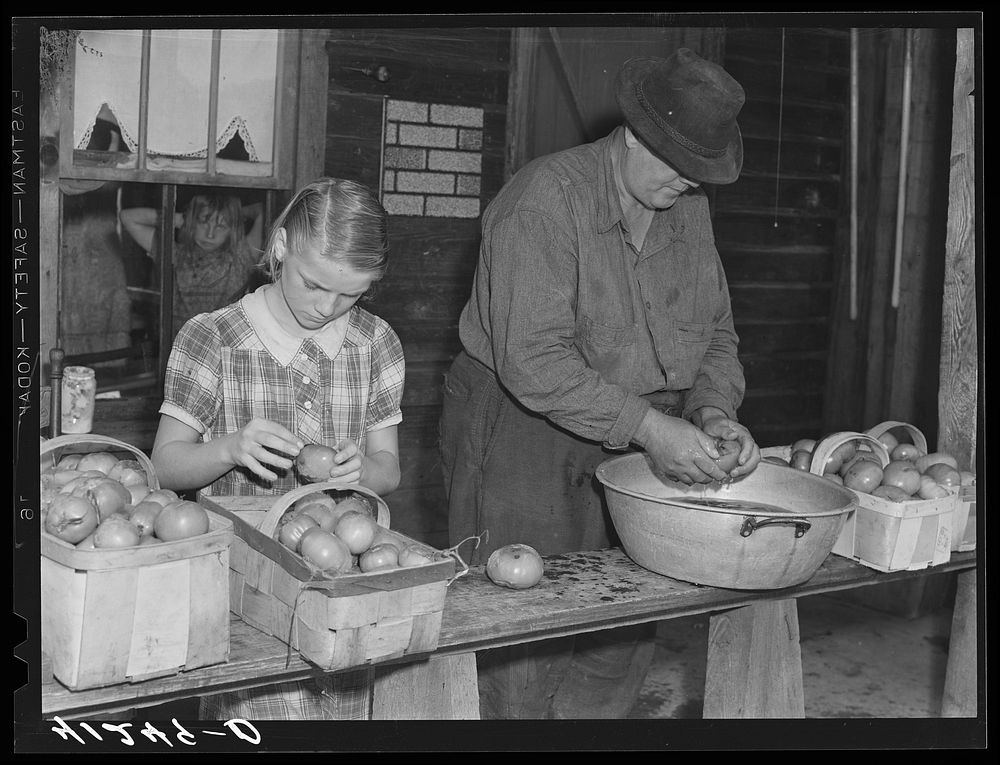 Preparing tomatoes for sale at the Tri-County Farmers Co-op Market at Du Bois, Pennsylvania, on the farm of Mr. Kness near…