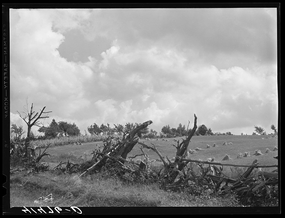 Root fence and field near Townsend, New York. Sourced from the Library of Congress.