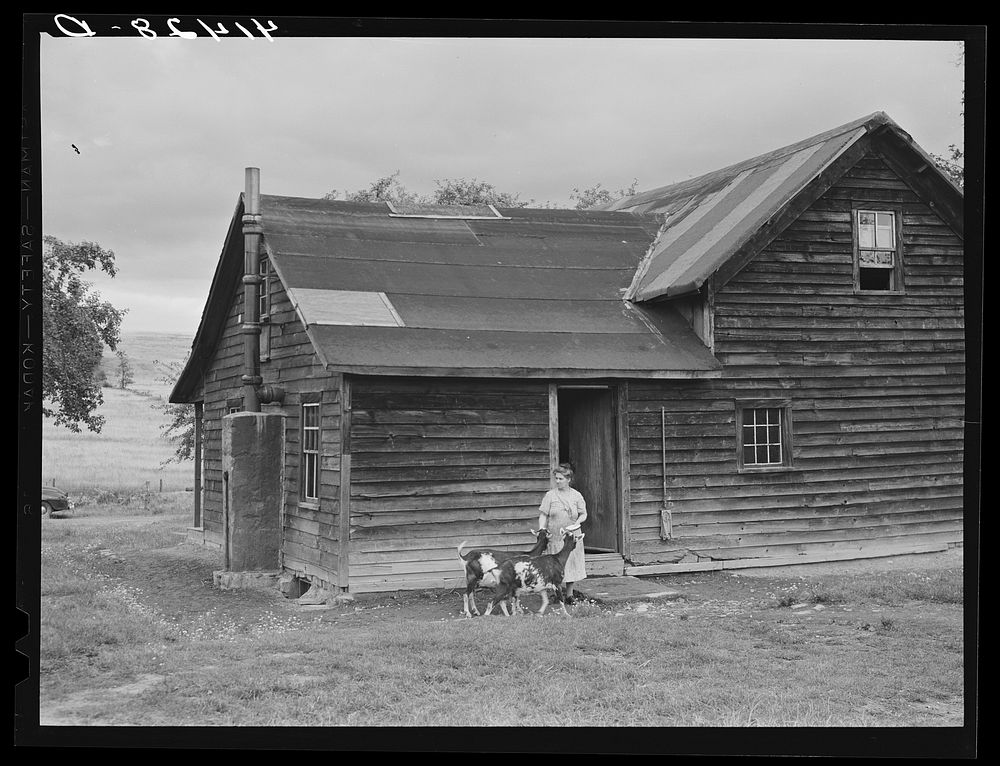[Untitled photo, possibly related to: Mrs. Ben Harris, feeding her goats outside her house in the submarginal farm area of…