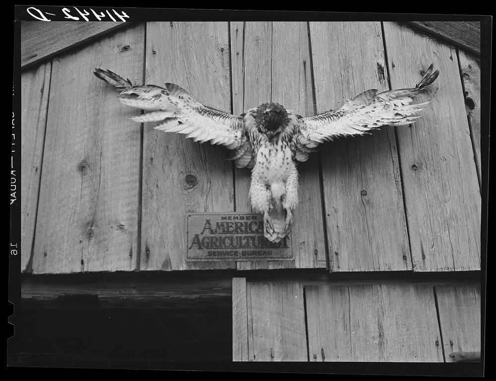 Hawk killed on Mr. Shoemaker's place and nailed to his barn. Erin, New York. Sourced from the Library of Congress.