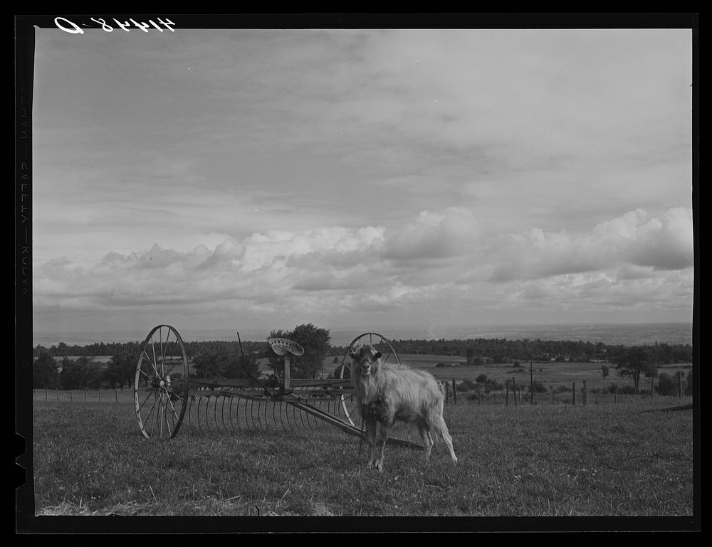 [Untitled photo, possibly related to: Goat on a farm on Route 79, five miles west of Ithaca, New York]. Sourced from the…