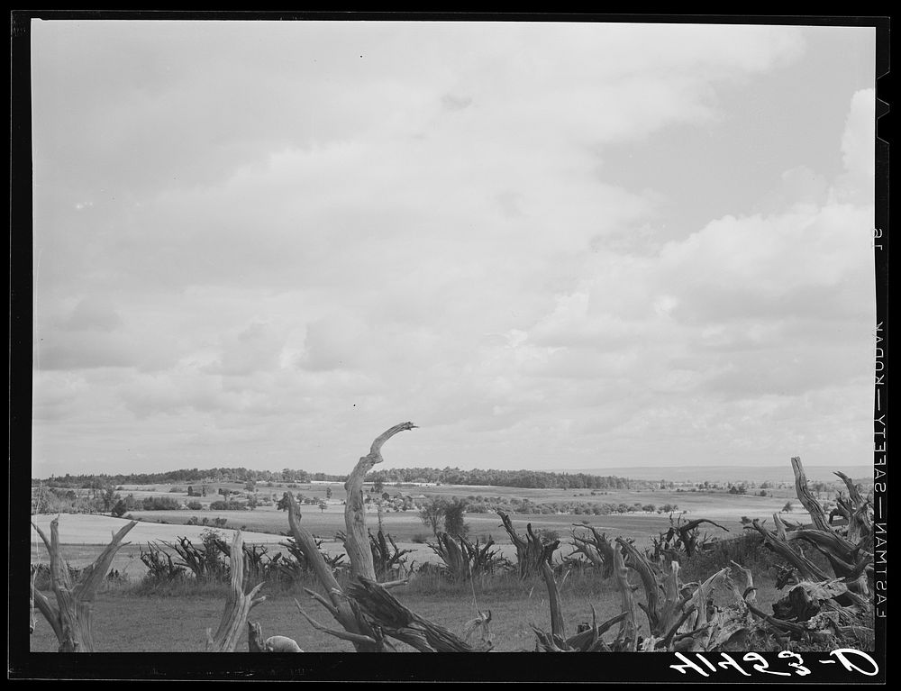 Root fence and landscape from the Mud Lake Road near Townsend, New York. Sourced from the Library of Congress.