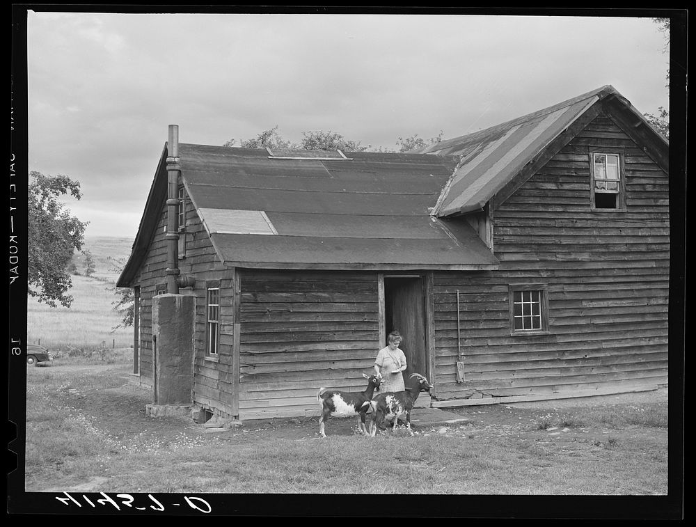 Mrs. Ben Harris, feeding her goats outside her house in the submarginal farm area of Rumsey Hill, near Erin, New York.…