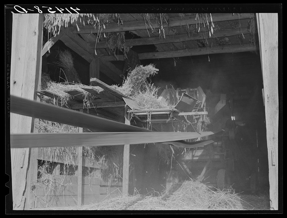 [Untitled photo, possibly related to: Threshing in the barn of Mr. Alfred Shaffner in the submarginal area of Sugar Hill…