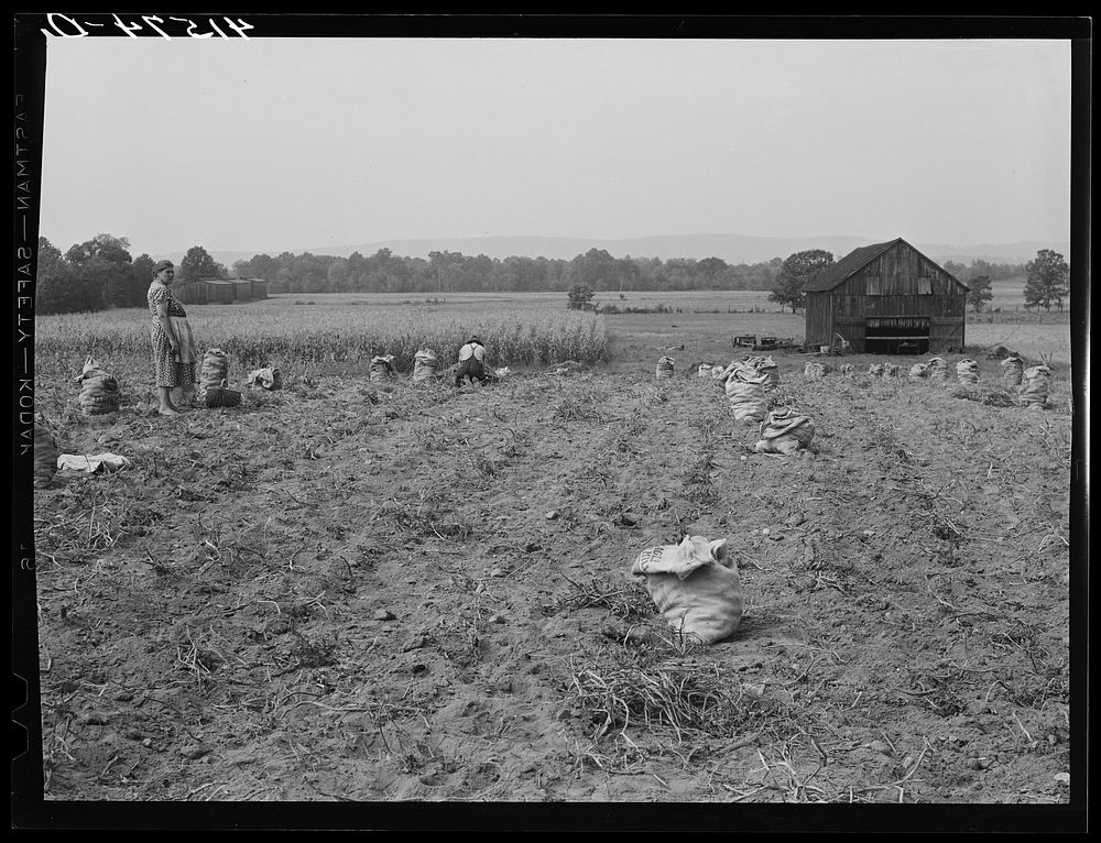 Potatoes and corn also grown on the farm of Andrew Lyman, Polish tobacco farmer and FSA (Farm Security Administration)…