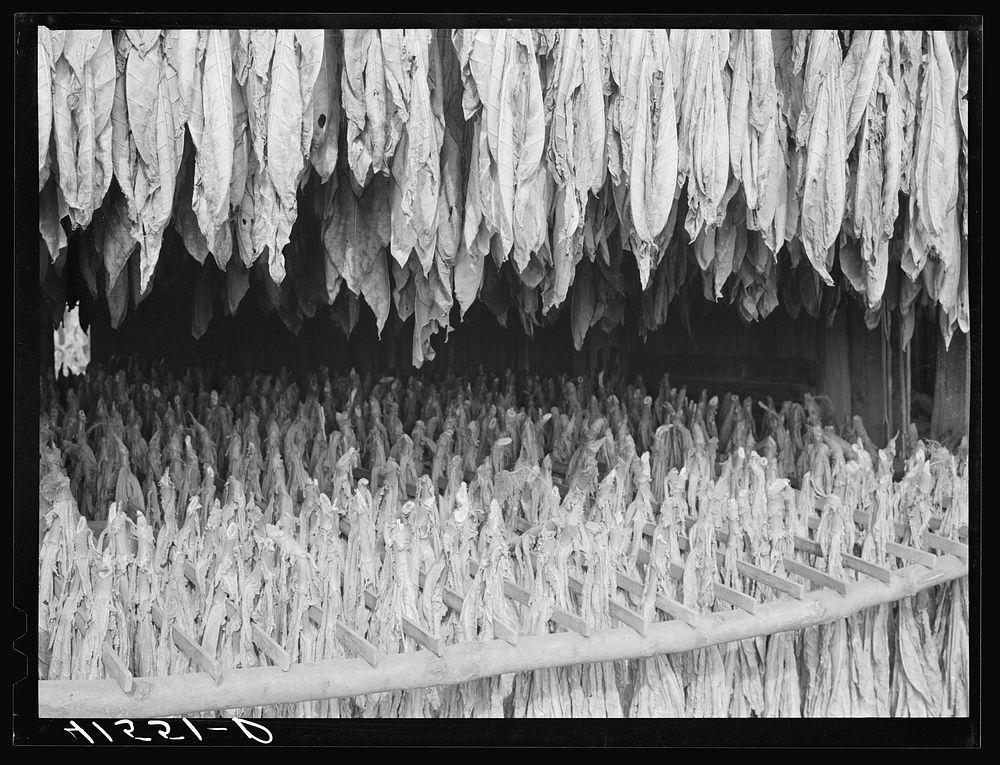 Tobacco hanging on racks in the barn. Drying at the farm of Mr. Colson. Suffield, Connecticut. Sourced from the Library of…