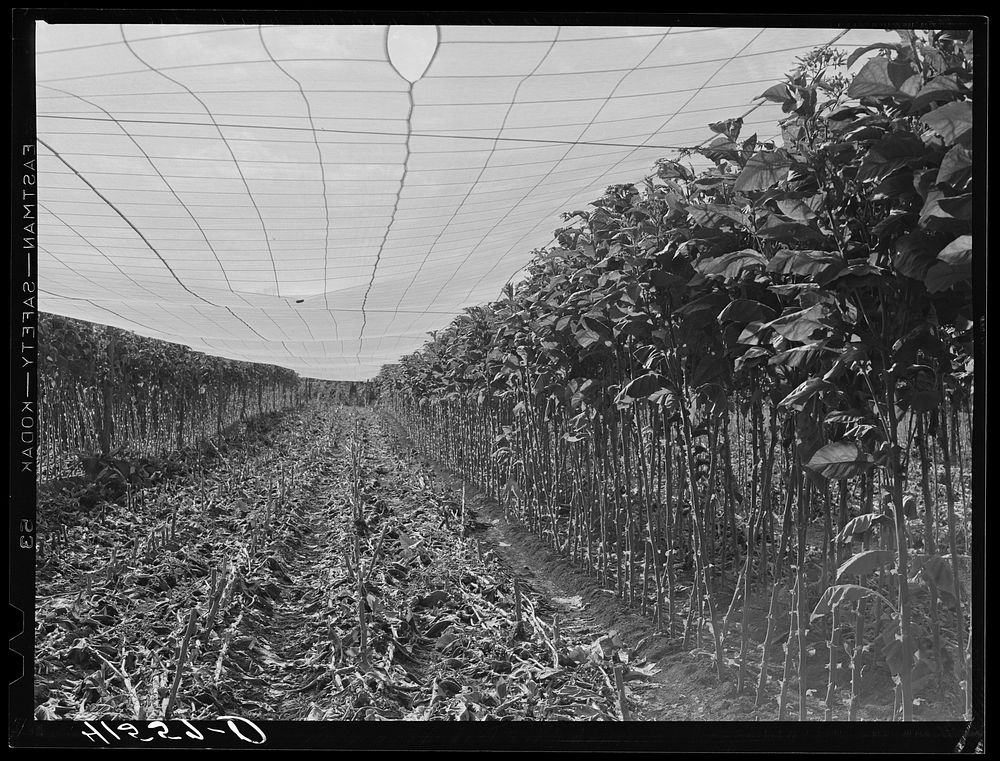 [Untitled photo, possibly related to: Cheese cloth covering used for "shade grown" tobacco. The stalks lying on the ground…