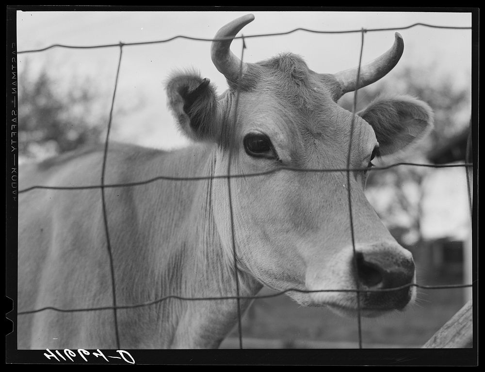 Cow on the farm of Edward C. Warner, a "carpenter-farmer" near North Haven, Connecticut. Sourced from the Library of…
