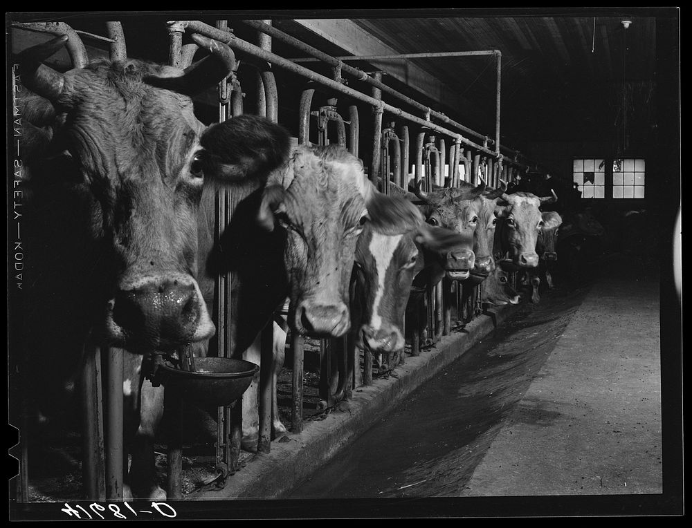 Cows on the farm of Mrs. DeWitt Lassen, FSA (Farm Security Administration) client near Cheshire, Connecticut. Sourced from…