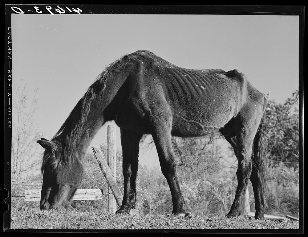 Ancient horse on the farm of Mr. Louis Saffer, FSA (Farm Security Administration) client near Branford, Connecticut. Sourced…