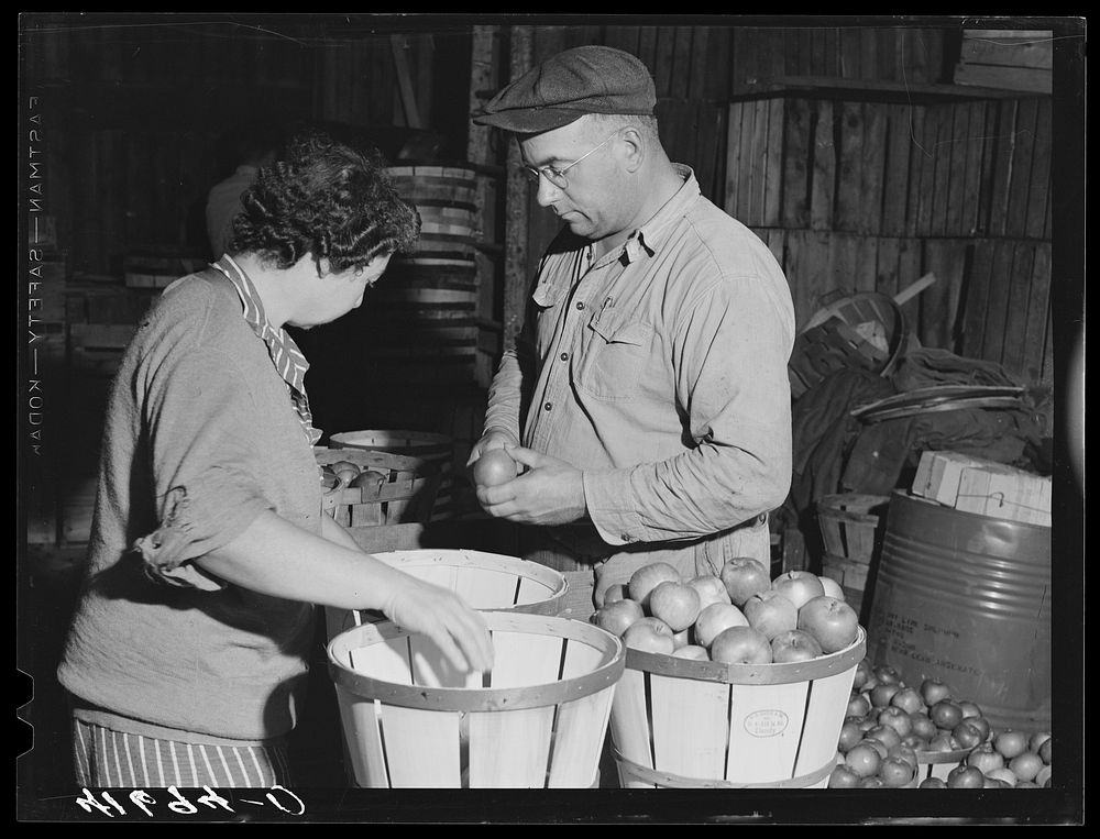 FSA (Farm Security Administration) clients Mr. and Mrs. Burton Benham getting apples ready for market. Hamden, Connecticut.…
