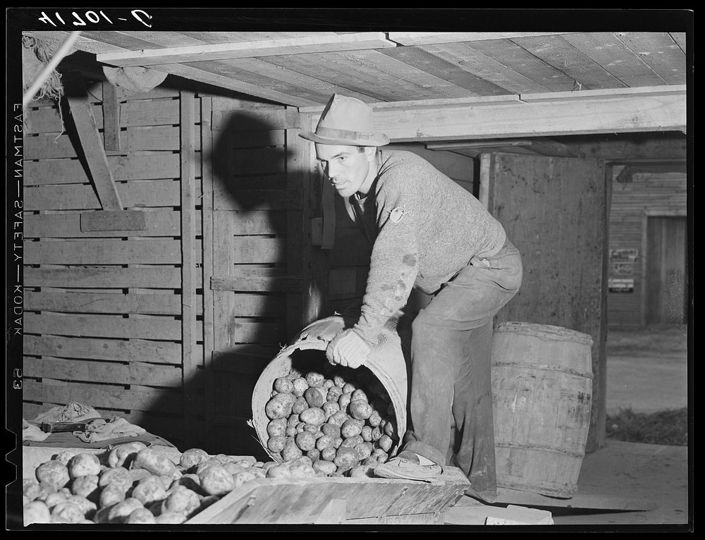[Untitled photo, possibly related to: Unloading potatoes into one of the underground bins of the storage barns of the…