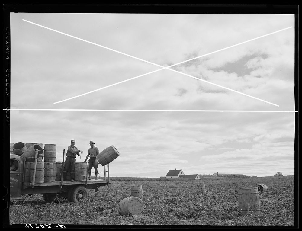Throwing potato barrels in the field for the pickers on one of the farms of the Woodman Potato Company. Eleven miles north…
