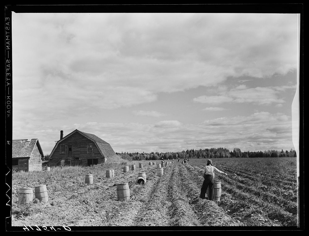 Harvesting potatoes on a small farm six miles north of Caribou, Maine. Sourced from the Library of Congress.