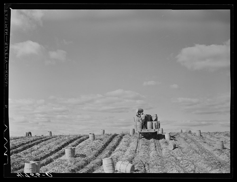 Truck carrying empty barrels back to the fields on one of the farms of the Woodman Potato Company near Caribou, Maine.…