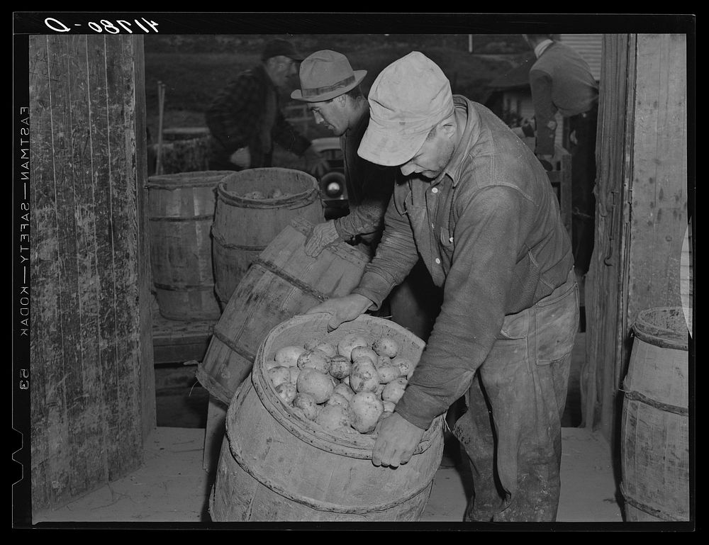 Unloading potatoes at the Woodman Potato Company in Caribou, Maine. Sourced from the Library of Congress.