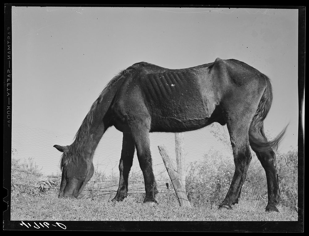 Ancient horse belong to Mr. Louis Saffer, FSA (Farm Security Administration) client near Branford, Connecticut. Sourced from…